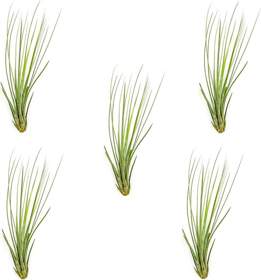 ragnaroc Air Plants - Tillandsia Juncea, Jumbo 8-12" - 5ct - Live Arrival Guaranteed - House Plants for Home Decor & Gift