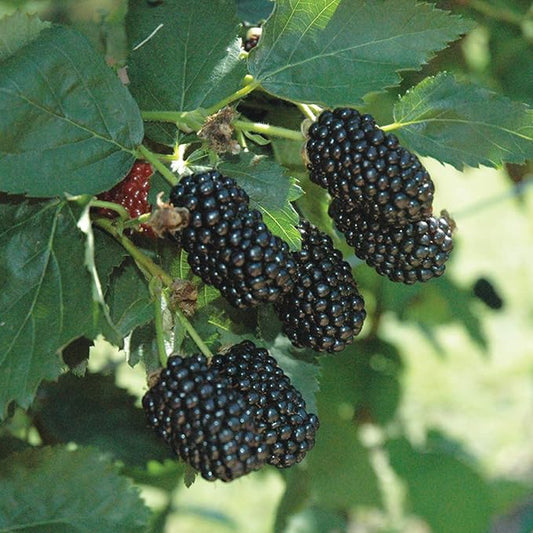 Burpee Thornless Blackberry Prime-Ark® 'Freedom' shipped as FIVE BARE ROOT PLANTS