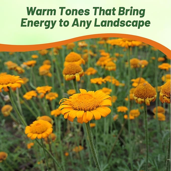 Outsidepride Orange Marguerite Daisy Seeds - 5000 Pcs. Perennial Drought-Tolerant & Pollinator-Friendly, Flower Seeds for Planting Vibrant Blooms for Gardens, Borders & Cut Flowers