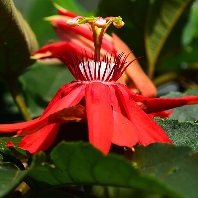 Red Passion Flower Plant - Red Passion Flower Vine Live Plant - Size 5 to 7 Inch Tall, Passiflora Flowers Starter Plant, Without Pot