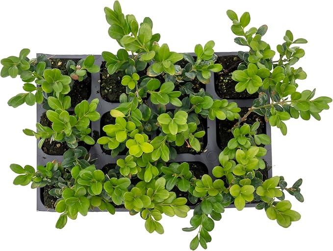 12 Winter Gem Boxwood in 2.5” Nursery Cubes (Buxus microphylla VAR. Japonica) | Evergreen Shrub for Hedges, Borders & Topiary | Ready-to-Plant Live Starter Plants
