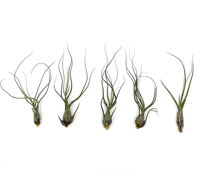 ragnaroc Live Air Plants - Tillandsia Butzii, Jumbo 7-9" - 5ct - Live Arrival Guaranteed - House Plants for Home Decor & Gift