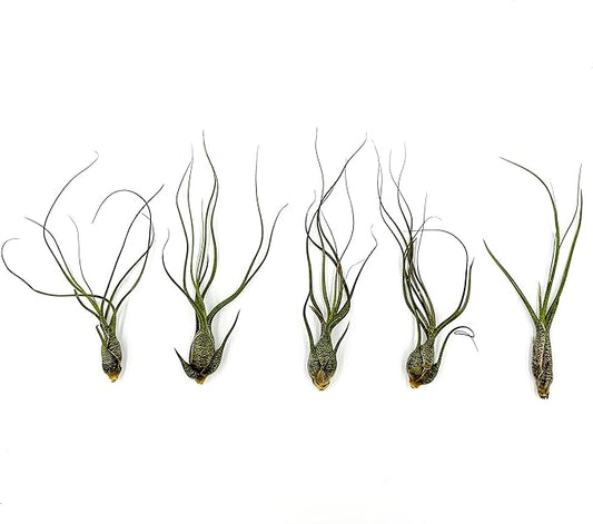 ragnaroc Live Air Plants - Tillandsia Butzii, Jumbo 7-9" - 5ct - Live Arrival Guaranteed - House Plants for Home Decor & Gift