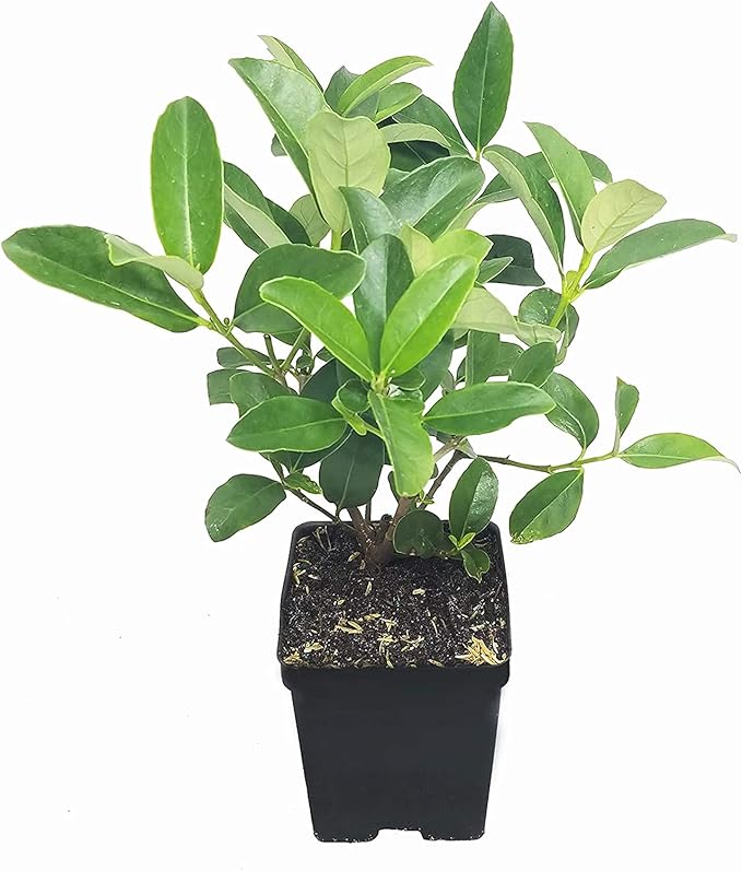 Sweet Viburnum | 5 Large 4 Inch Pots | Viburnum Odorotissimum | Live Plants | Fast Growing Privacy Hedge, Shrub, Privacy Screen