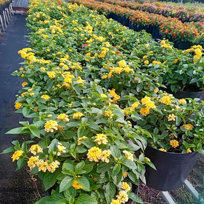 2 Trailing Lantana Plants Live, Lantana Live Plants for Planting Outdoors Between 5 and 7 Inc Long Garden (Yellow)