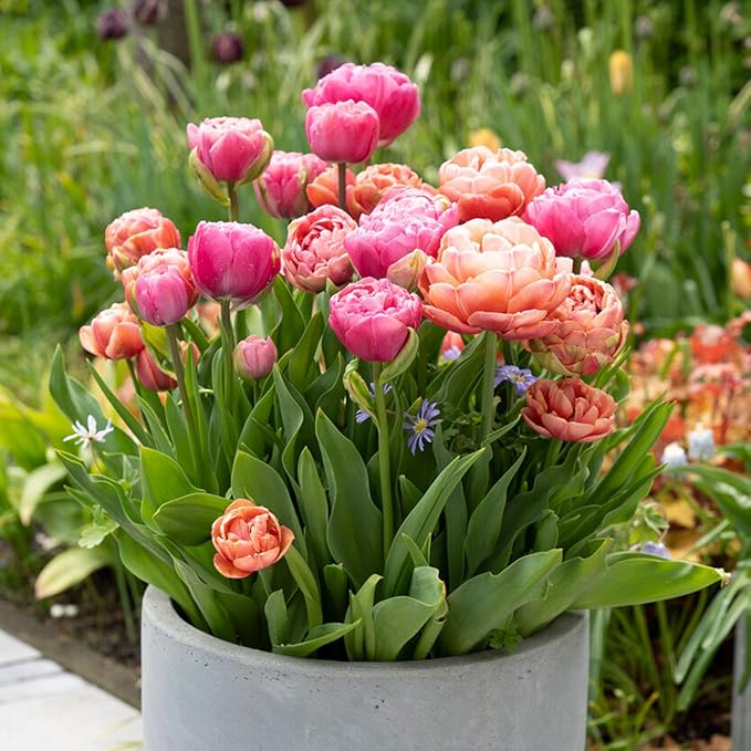 Garden State Bulb Amazing Blend Double Mix Tulip Flower Bulbs, 12/+ cm, Fall Planting (Bag of 25)