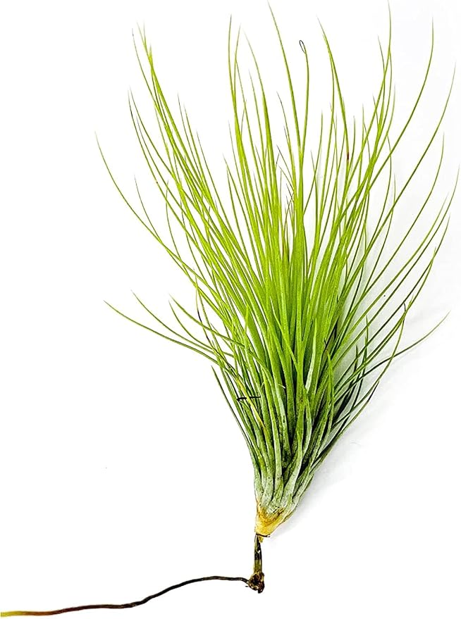 ragnaroc Air Plants - Tillandsia Andreana, Large 4-6" - 2ct - Live Arrival Gauranteed - House Plants for Home Decor & Gift