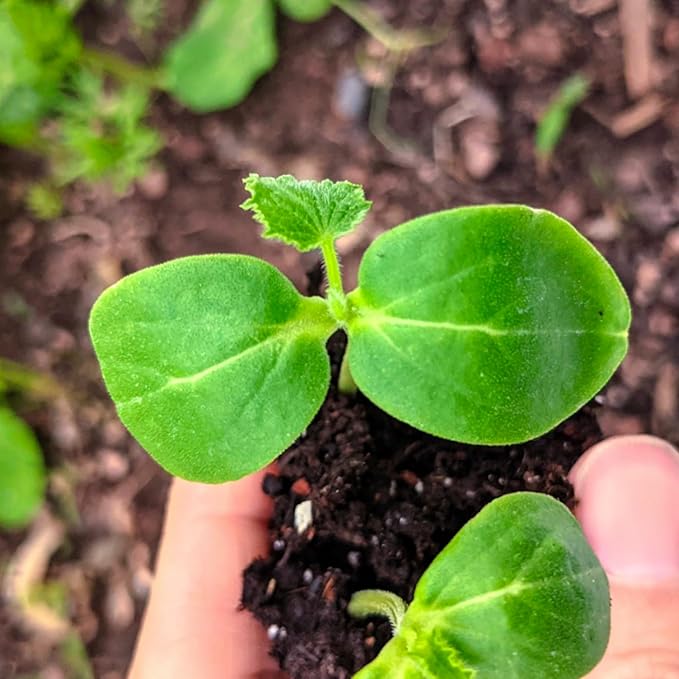 Seed Needs Cucumber Seeds for Planting Lemon Cucumbers - Heirloom Non-GMO & Untreated Vegetable Seeds to Grow an Outdoor Home Grown Veggie Garden (1 Pack)