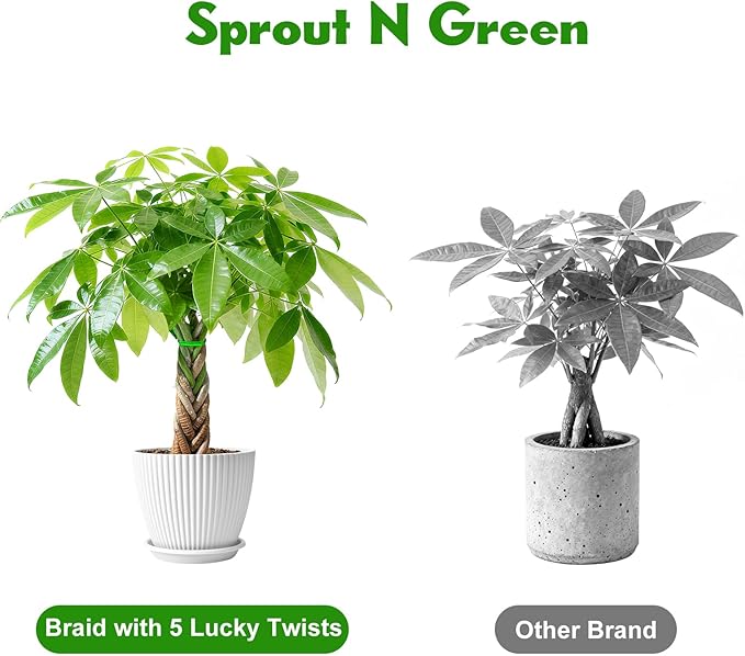 Sprout N Green Small Money Tree with 5 Lucky Braid, Live Plant with White Stripe Pot, Decoration for Indoor Home Office Tabletop Windowsill Side Table, Housewarming Christmas Gift, 8-10" Tall