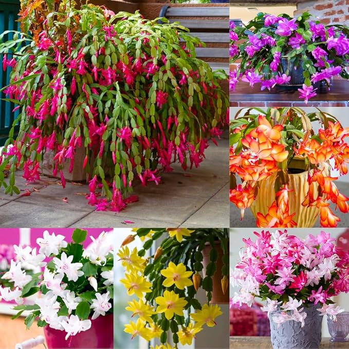 2 Mixed Christmas Cactus Plants, Thanksgiving Cactus 3-6 Inch Tall, Winter Succulents Flowers Container Hanging Basket Indoor Outdoor Planting