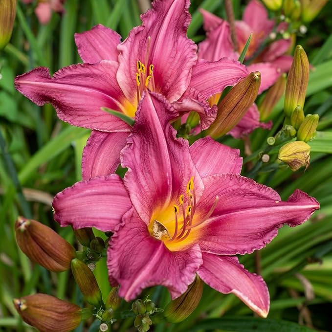 Rose Red Ruffles Daylily Flower Bulbs – Bright Pink-Red Ruffled Blooms – Rabbit-Resistant Hardy Summer Perennial for Borders (Zones 3–9) Fall Planting Spring Blooming