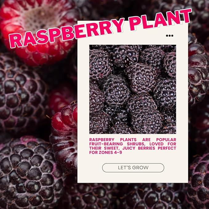 Set 2 Glencoe Thornless Raspberry Plants Live, Raspberry Trees Live Plants, Raspberry Seedlings, 5-9 Inc, Raspberry Fruits Trees