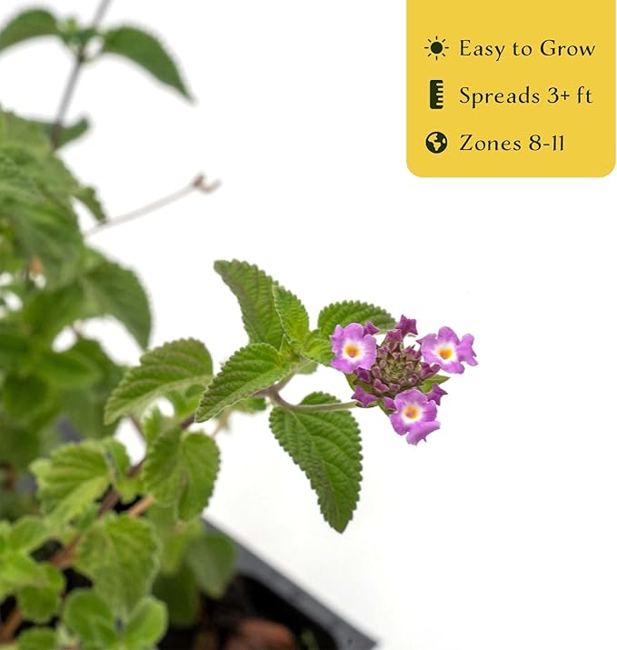 12 Lavender Lantana in 2.5” Nursery Cubes (Lantana montevidensis) | Trailing Live Evergreen Shrub for Containers & Landscapes | Ready-to-Plant Live Starter Plants