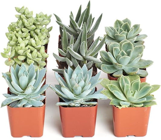Shop Succulents Blue & Green Succulent Plant Pack Collection - Live Mini Succulent Plants, Low Maintenance, Mixture of Textures - Wedding and Party Favors, Gift & Garden, Pack of 9