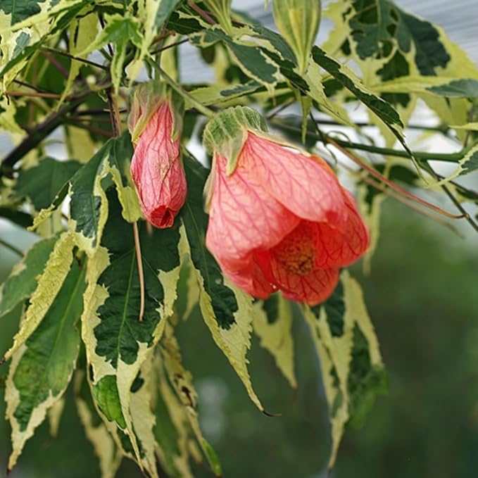 2 Abutilon Plants Live 5-8 Inches Tall - Abutilon Lantern Trailing Hanging Flower Vine Perfect for Enhancing Your Indoor Outdoor Garden (Variegated Apricot)