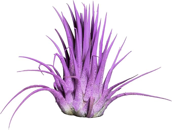 Air Plants - Tillandsia Ionantha - Organically Enhanced Color - Live Arrival Guaranteed - House Plants for Home Decor & Gift (Lavender 3pk)