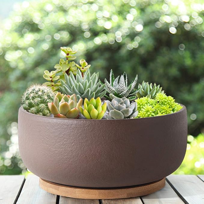 SQOWL Terracotta Bonsai Planter Pot for Succulent 8 Inch Pottery Round Planter Cactus Clay Flower Pot with Drain Hole and Bamboo Tray Indoor Outdoor