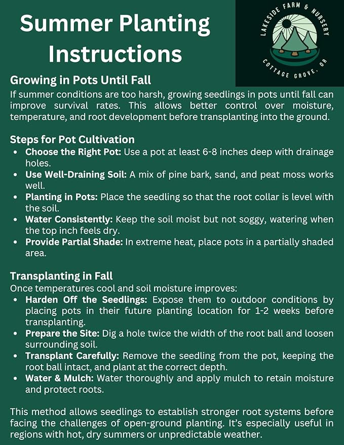 5 Live Giant Sequoia Tree Sapling (Approx. 1'-1.5' Tall)- Nature’s Giant in Your Backyard