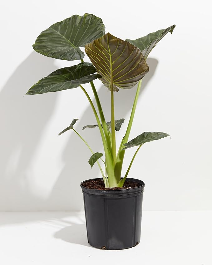 GARDENERA Elephant Ear Plant Potting Soil - Professional Grade Mix for Lush and Healthy Alokasia Plants - 3 Quart
