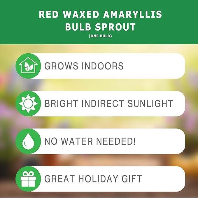 Bloomingbulb Red Waxed Amaryllis with Pink Flower 🌷 No-Soil Perennial Bulb for Indoor Display – Effortless Winter Bloom with Elegant Pink Petals