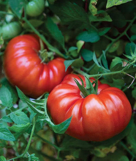 Burpee 'SteakHouse' Hybrid, Large Beefsteak Tomatoes, 25 Non-GMO Seeds