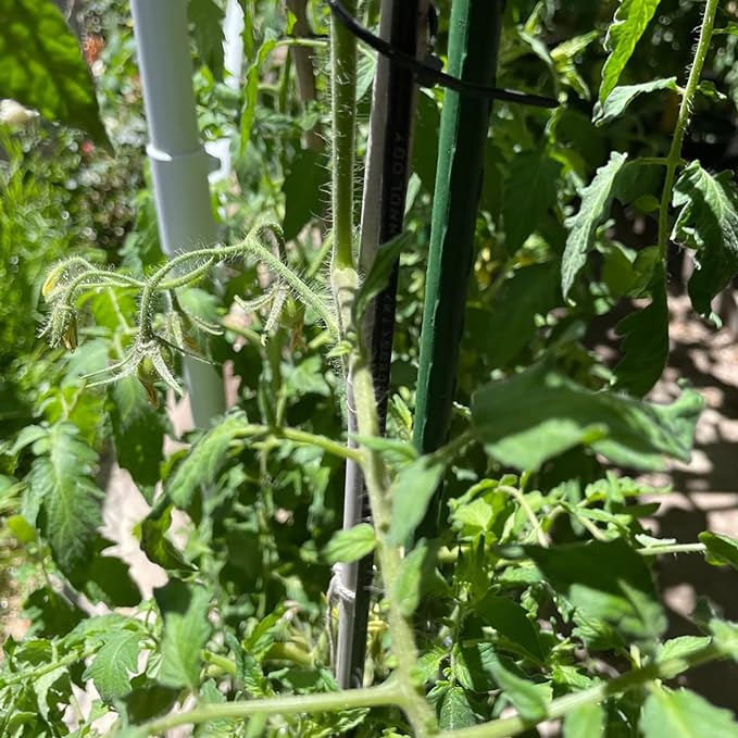 Garden Plant Stakes 48 Inch 4Ft Steel Plant Stick Support, 25 Pack Tomato Stakes for Growing Climbing Plants, Potted Plants, Tomatoes, Trees, Cucumber, Beans, Fences Poles