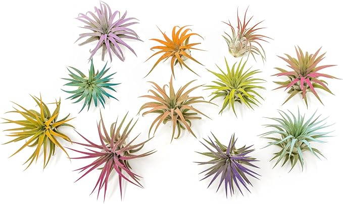 Purple Colorful Tillandsia Air Plants - Long Lasting Color Enhanced Live Tillandsia Succulent House Plants - Home and Garden Decor - Easy Care Indoor and Outdoor (Ionantha Rubra, Single)