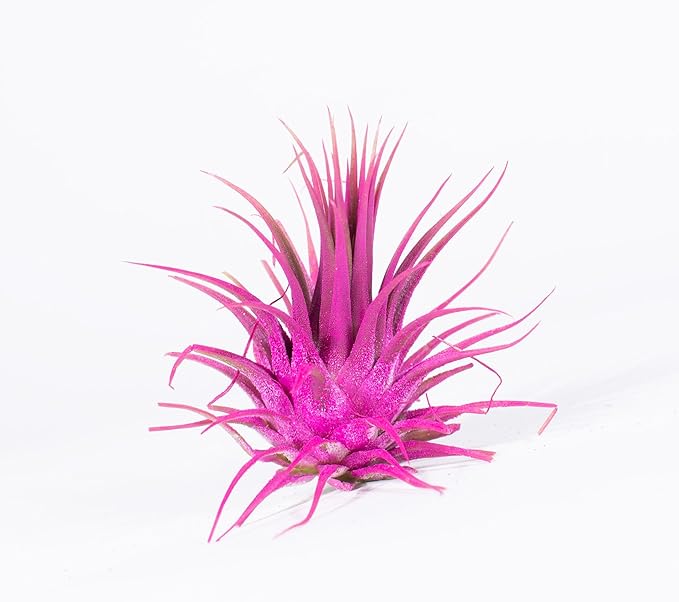 Air Plants - Tillandsia Ionantha - Organically Enhanced Color - Live Arrival Guaranteed - House Plants for Home Decor & Gift (Rose Pink 1pk)