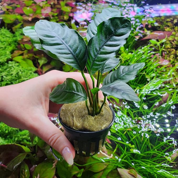 SubstrateSource Anubias Live Aquarium Plants - Potted Freshwater Plant for Fish Tanks, Terrariums - Beginner Friendly Low Light (Barteri Coffeefolia, 3 Pots)