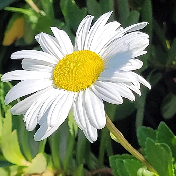 White Daisy Plant, 3 to 6 Inch Daisies Flowers Live Plants, Perennial White Daisy Plants Well Rooted Plug for Outdoor Garden