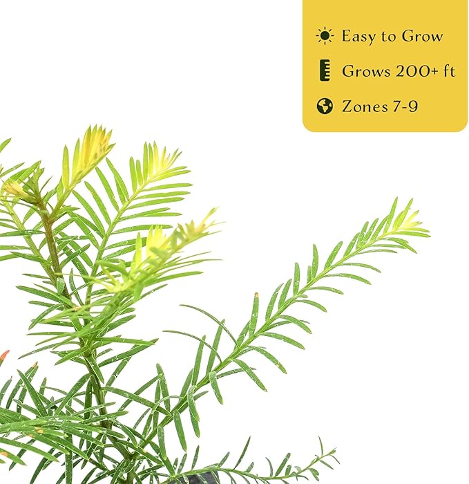 2 Coastal Redwood in 2.5” Nursery Cubes (Sequoia sempervirens) | Majestic Evergreen Tree for Shade, Privacy & Wildlife Support | Ready-to-Plant Live Starter Plants