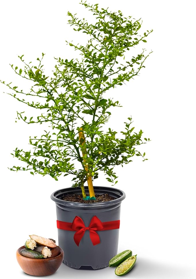 Australian Finger Lime Trees Live Plants 2-3' Tall - Fresh Finger Limes, Dwarf Lime Tree Live Plant, Indoor Fruit Trees, Housewarming Gifts, Cannot Ship: CA,AZ,TX,LA, Plant Tree Pot by Via Citrus