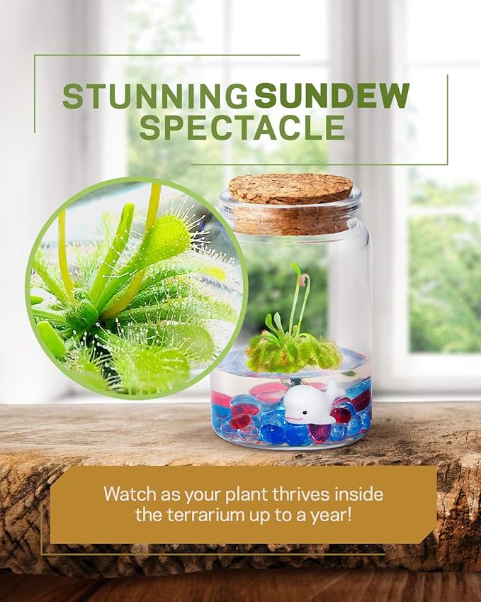 Bloomify Sundew Terrarium - 100% Self Sustaining Drosera spatulata in Maintenance Free Glass Jar with Unique Terra Gel, Fast and Healthy Plant Growth for Kids and Adults