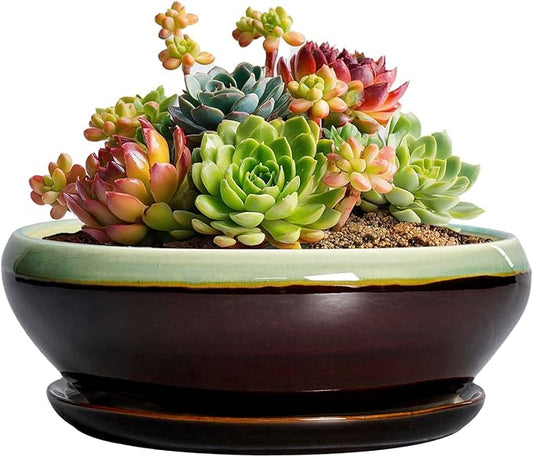 SQOWL Succulent Pots 6 Inch - Shallow Ceramic Planter, Bonsai Pot with Drainage Hole and Saucer, Round Ceramic Succulent Planter for Indoor Outdoor Plant, Kitchen Decor, Plant Lover Gift, Green-Brown