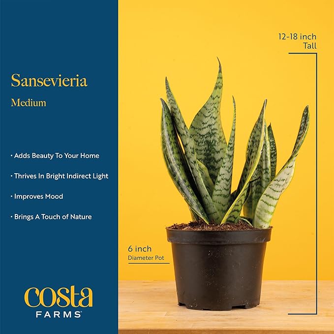 Costa Farms Snake, Sansevieria White-Natural Decor Planter Live Indoor Plant, 12-Inch Tall, Grower's Choice, Green, Yellow