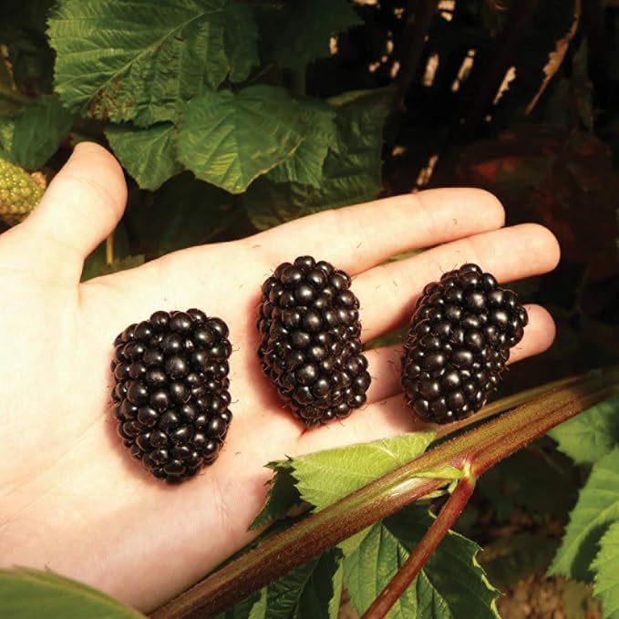 Burpee Thornless Blackberry Prime-Ark® 'Freedom' shipped as FIVE BARE ROOT PLANTS