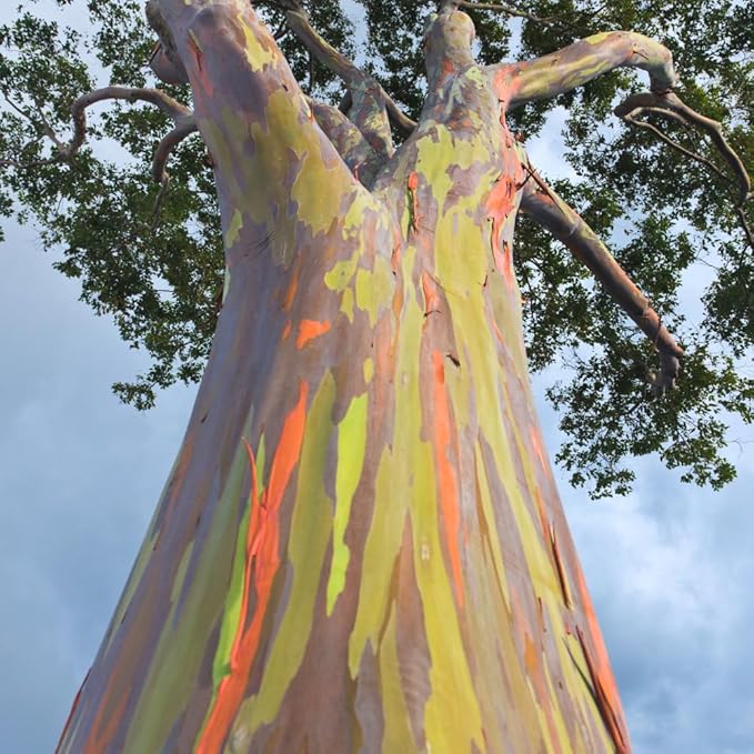 Eucalyptus Plant, Starter Eucalyptus Plant Live in 2.5" Pot, Cold Hardy, Fragrant Foliage, Ready to Grow Indoor Outdoor (Rainbow Eucalyptus)