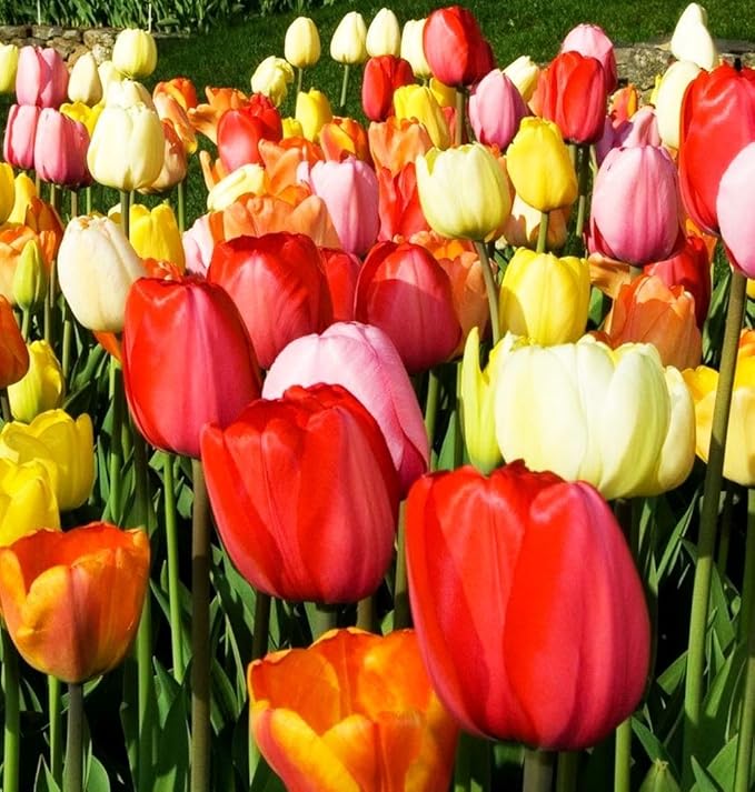 Triumph Tulip Bulbs for Fall Planting Mixed Perennial Hybrids Darwin Changing Colors Emperor Mixture Size 12+ (30, Emperor Mixture)