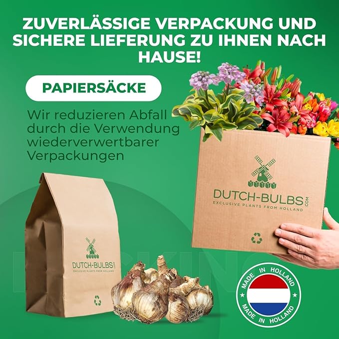 Daffodil Bulbs Spring Dream Collection - 25 Perennial and Hardy Flower Bulbs - Scented Daffodil Mix from The Netherlands - for Garden and Pot (no Seeds - not Artificial)