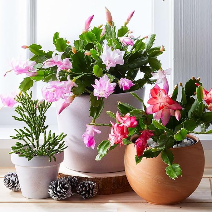 Set 2 Christmas Cactus Plants Live, Hanging Baskets Houseplants, Holiday Cactus Indoor Plants Live Well-Rooted 4-9" Tall, No Pot (Mixed)