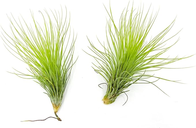 ragnaroc Air Plants - Tillandsia Andreana, Large 4-6" - 2ct - Live Arrival Gauranteed - House Plants for Home Decor & Gift