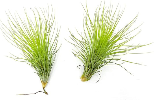 ragnaroc Air Plants - Tillandsia Andreana, Large 4-6" - 2ct - Live Arrival Gauranteed - House Plants for Home Decor & Gift