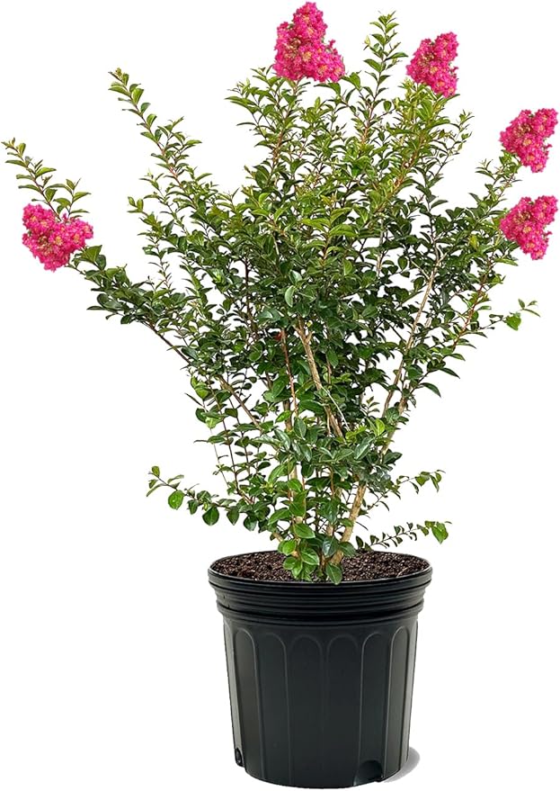 American Plant Exchange Tonto Crape Myrtle Tree Live, 7-Gallon Pot, 2-3ft Tall, Bright Fuchsia Pink Flowers, Drought-Tolerant, Large Outdoor Landscape Accent, Year-Round Beauty