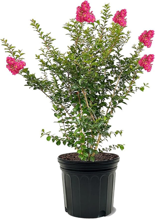 American Plant Exchange Tonto Crape Myrtle Tree Live, 7-Gallon Pot, 2-3ft Tall, Bright Fuchsia Pink Flowers, Drought-Tolerant, Large Outdoor Landscape Accent, Year-Round Beauty