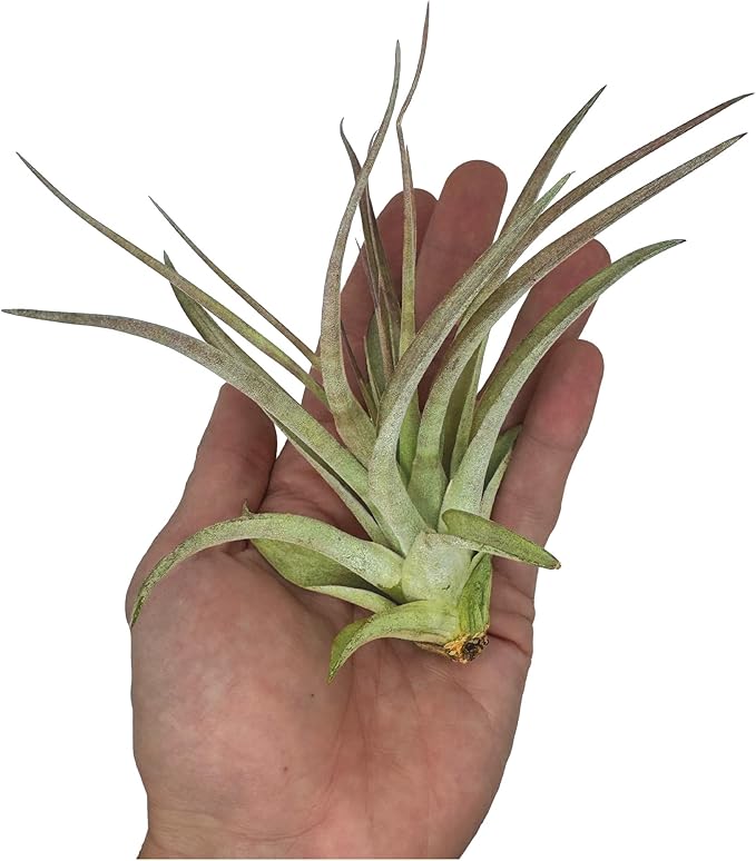 ragnaroc Air Plants - Tillandsia Brachycaulos Multiflora, Jumbo 5-7" - 1 ct - Live Arrival Guaranteed - House Plants for Home Decor & Gift