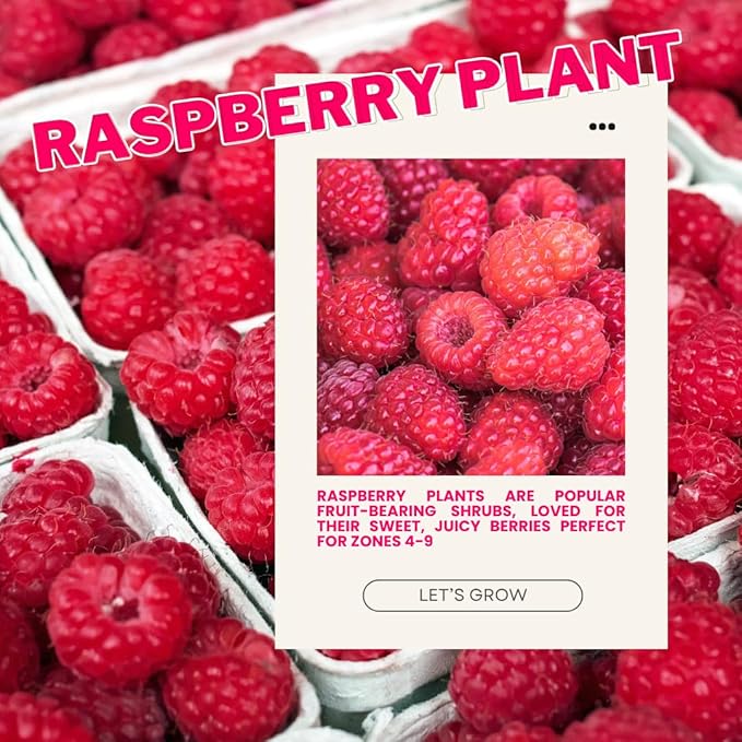 Set 2 Red Raspberry Plants Live, Raspberry Trees Live Plants, Raspberry Seedlings, 5-9 Inc, Raspberry Fruits Trees