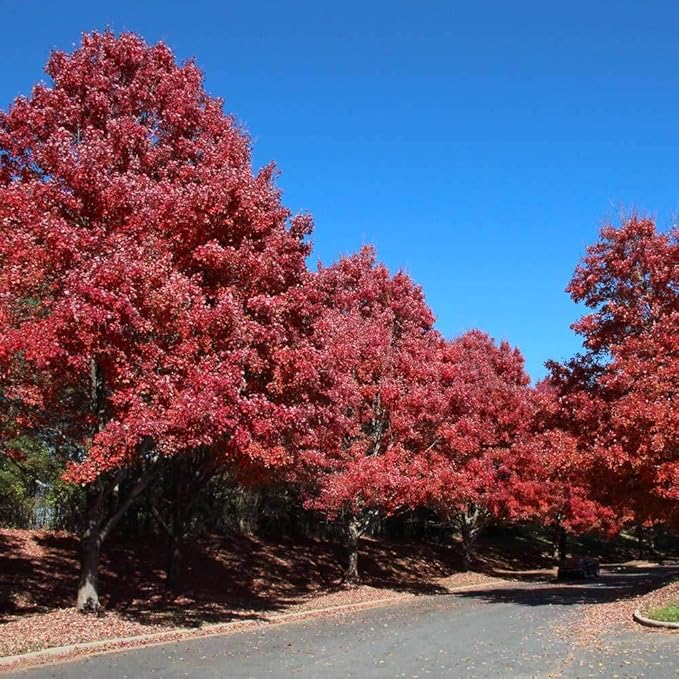 Brighter Blooms - October Glory Red Maple Tree, 5-6 ft. - No Shipping to AK, AZ, HI