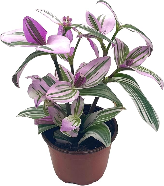 BubbleBlooms Pink Tradescantia Nanouk, in a 4 inch Pot Pink Variegated Wandering Dude