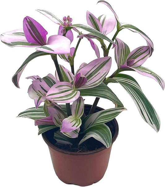 BubbleBlooms Pink Tradescantia Nanouk, in a 4 inch Pot Pink Variegated Wandering Dude