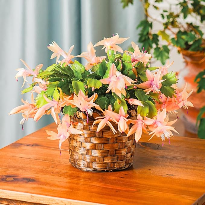 2 Salmon Christmas Cactus Plants, Thanksgiving Cactus 3-6 Inch Tall, Winter Succulents Flowers Container Hanging Basket Indoor Outdoor Planting